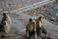 Monkeys at the Ranthambhore entrance