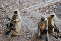 Monkeys at the Ranthambhore entrance