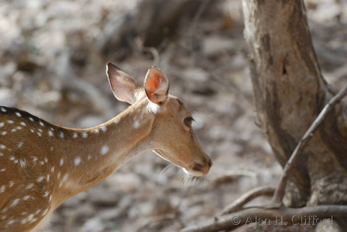 Axis deer at Ranthambhore