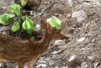 Axis deer at Ranthambhore