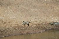Turtle at Ranthambhore