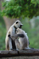 Monkeys at Ranthambhore