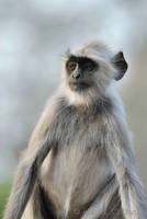 Monkey at Ranthambhore