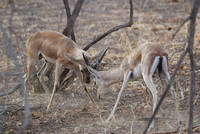 Blackbuck antelope (I think) at Ranthambhore