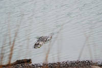 Crocodile at Rajbagh lake, Ranthambhore