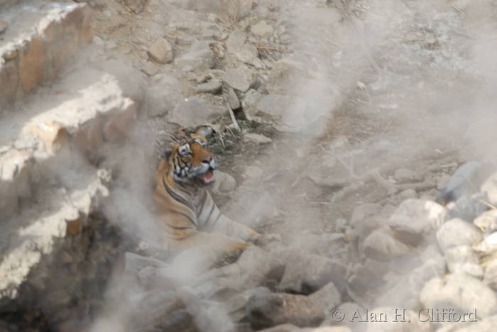 Tiger at Ranthambhore