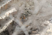 Tiger at Ranthambhore