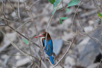 White throated kingfisher, Ranthambhore National Park