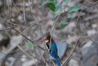 White throated kingfisher, Ranthambhore National Park