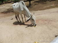 Feeding a cow with our banana skins on the way to Ranthambhore