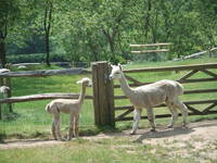 Llamas at Chilworth