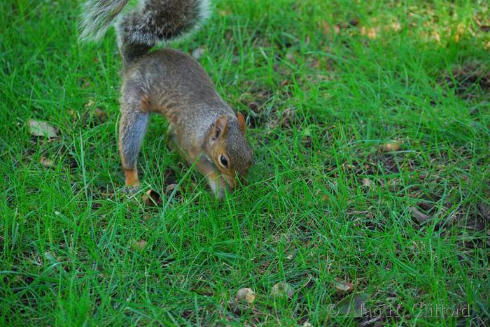 Squirrel in Central Park