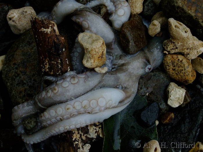 Octopus washed ashore by Hurricane Tomas