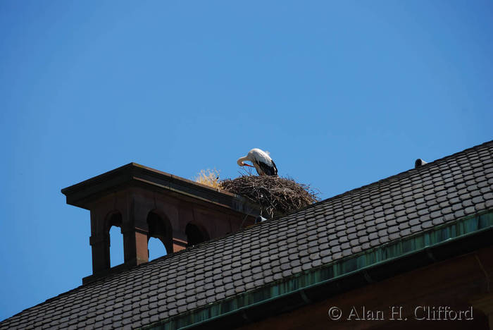 Stork and nest, Parc de l’Orangerie, Strasbourg