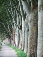 Trees between the tramline and Neckar river
