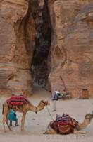 Margaret, camels and the Siq