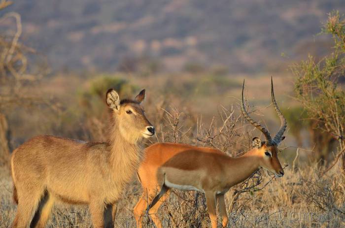 Waterbuck and impala
