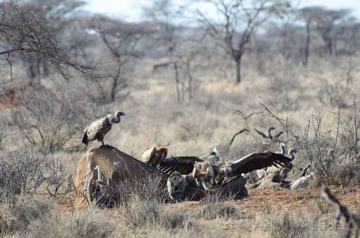 Vultures eating a dead elephant