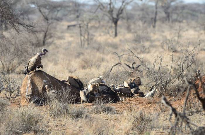 Vultures eating a dead elephant