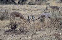 Gazelle fighting