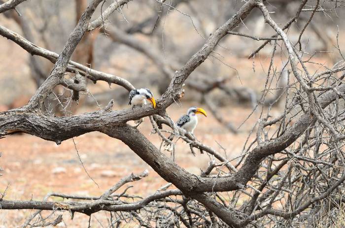 Yellow hornbills