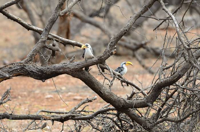 Yellow hornbills