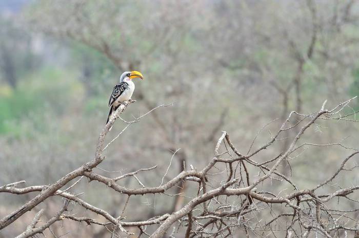 Yellow hornbill