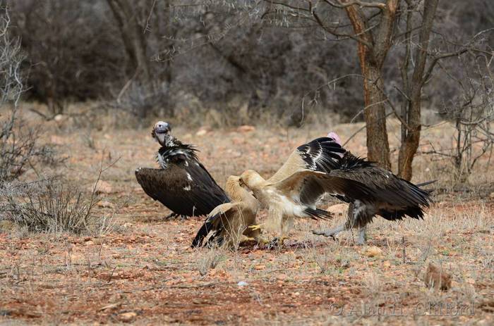 Vultures and tawny eagles