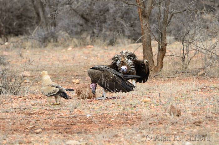 Vultures and tawny eagle