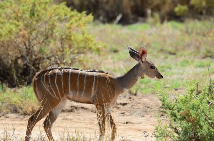 Young greater kudu