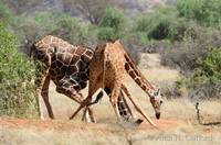 Reticulated giraffes drinking