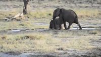 Elephants in water (5 MB)