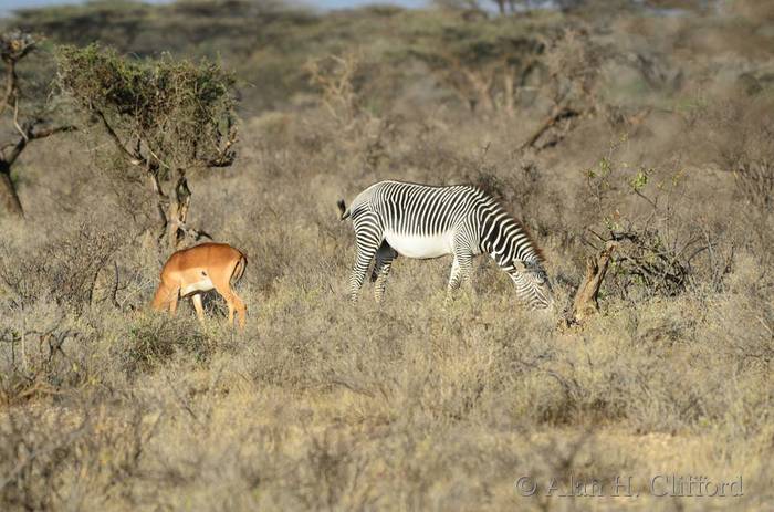 Grevy’s zebra and impala