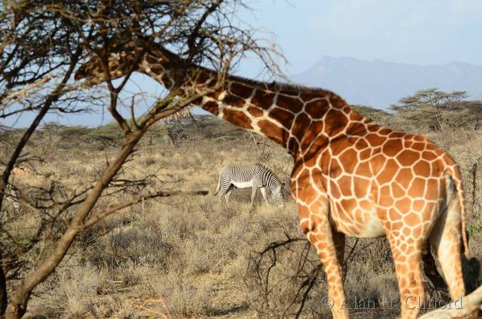 Reticulated giraffe and Grevy’s zebra
