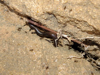 Ants versus millipede