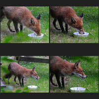 Benjamin fed the fox