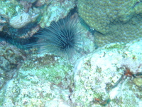 Long-spined Urchin