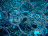 Porcupine Fish in Cage