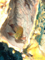 Red Hind in a Sponge