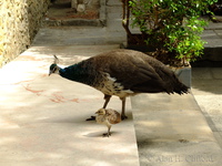 Young peafowl