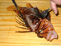 Ben Clifford and a Lion Fish