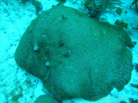Brain Coral and Christmas Tree Worms