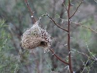 Weaver bird nest