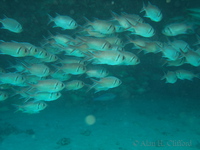 Blackbar Soldierfish