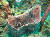 Banded Coral Shrimps and Sponge