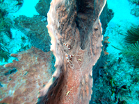 Banded Coral Shrimps and Sponge
