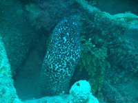 Spotted Moray