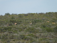 Antelope in the distance