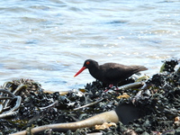 African Black Oystercatcher and Kelp