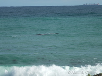 Whale at Pearly Beach